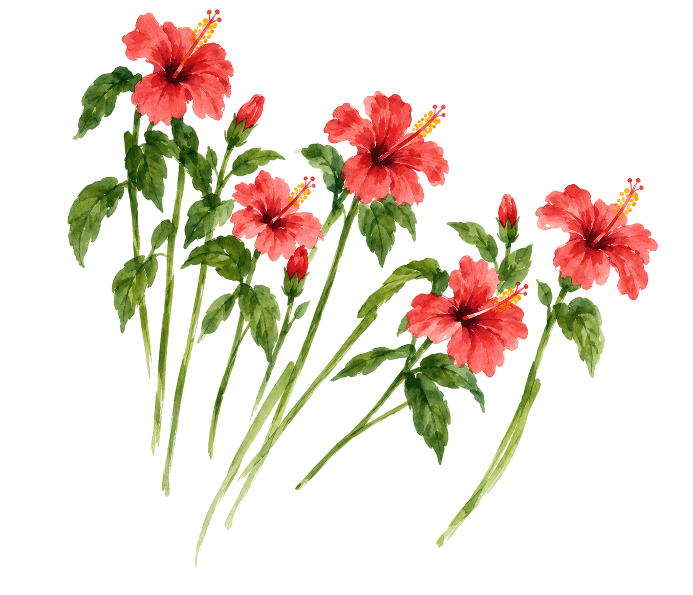 Botanical Flowers